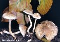 Inocybe eutheles-amf1000